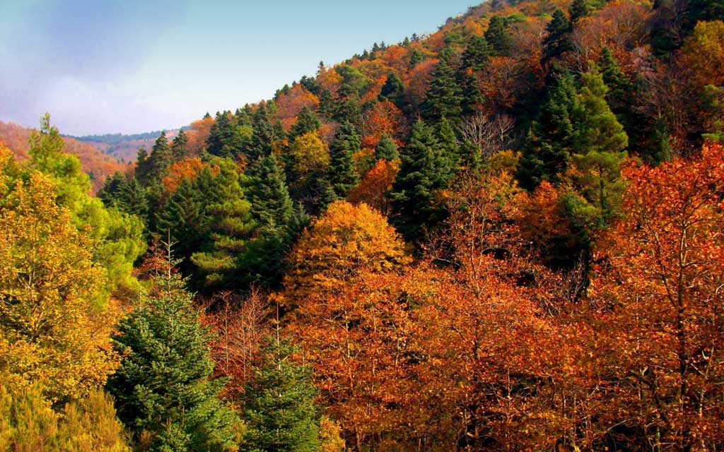 Chestnut Forest One of the 19 Aesthetic forests of Greece