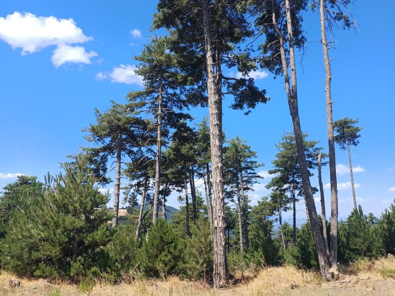 Διαδρομή SUV 4χ4 στα δάση Καστανίας και Ελάτης του Πάρνωνα για να μαθαίνουμε τα μυστικά της μανιταροσυλλογής και να δοκιμάσουμε τις μοναδικές τους γεύσεις με ασφάλεια.