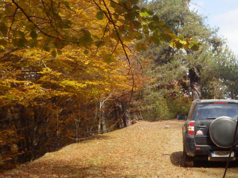 Διαδρομή SUV 4χ4 στα δάση Καστανίας και Ελάτης του Πάρνωνα για να μαθαίνουμε τα μυστικά της μανιταροσυλλογής και να δοκιμάσουμε τις μοναδικές τους γεύσεις με ασφάλεια.